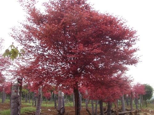 紅楓樹(shù)木的結(jié)實(shí)規(guī)律