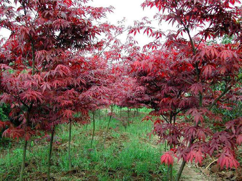 紅楓樹(shù)木的結(jié)實(shí)規(guī)律