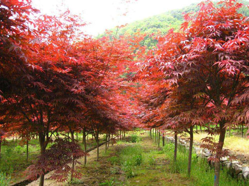 美國(guó)紅楓植物樹木光合作用與呼吸作用之間的平衡