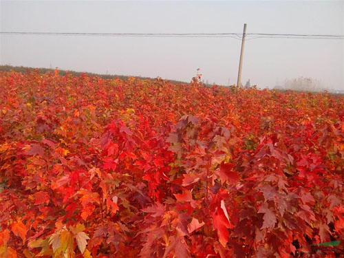 美國紅楓1年定苗密度對(duì)生苗木生長的影響